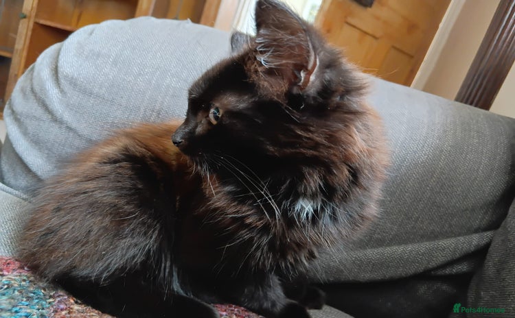 British Longhair cats - Advert 7