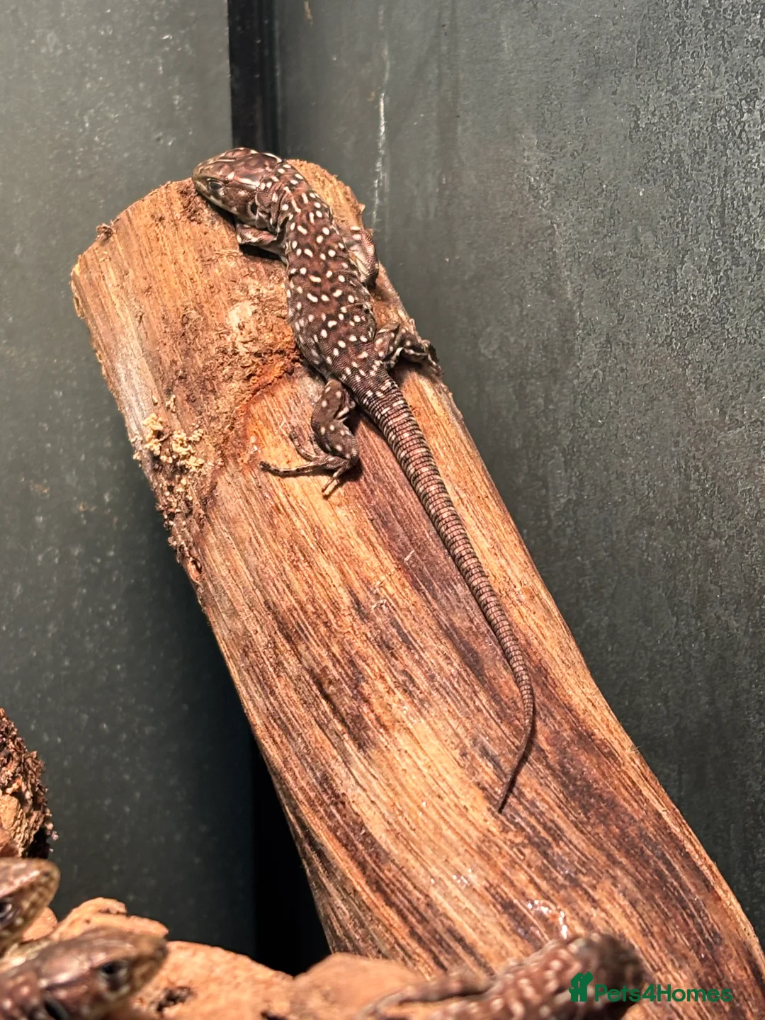 Lizard reptiles for sale: Baby jewelled lacerta  european eyed lizards - Advert 6
