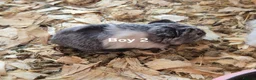 Guinea Pig rodents for sale: Mixed litter of Guinea pigs - Advert 17