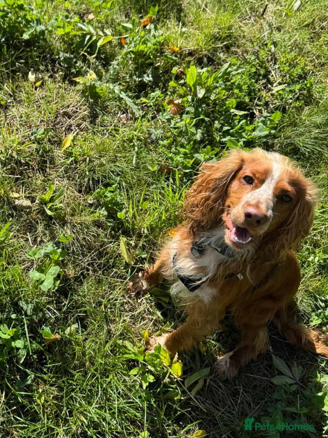 Cocker Spaniel dogs for sale: Amazing 1 year old cocker spaniel boy  - Image 14