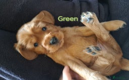Cocker Spaniel dogs for sale: Cocker spaniel puppies - Image 1