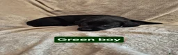 Labrador Retriever dogs for sale: Beautiful Black Labrador Puppies - Advert 17
