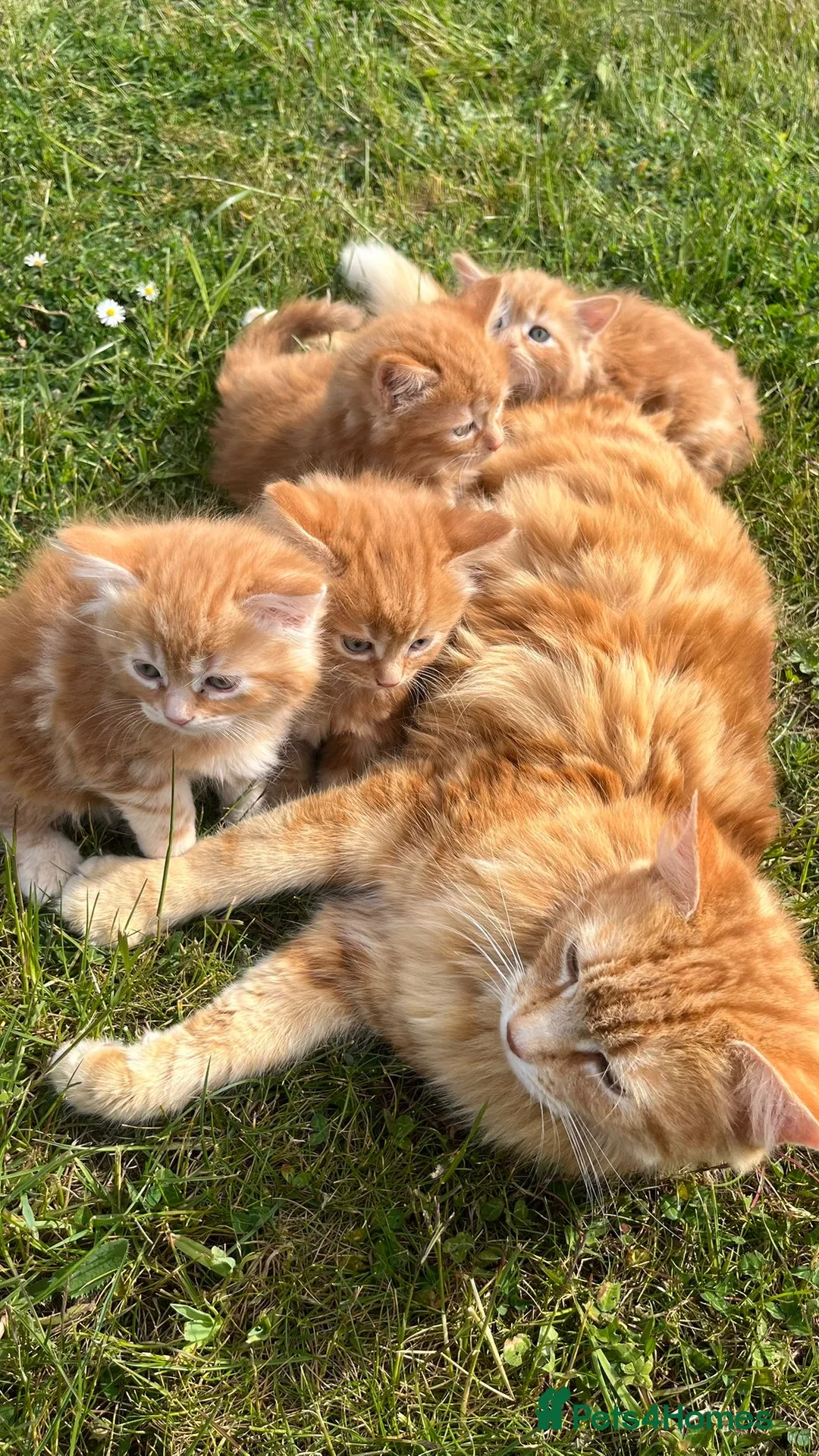 Mixed Breed cats for sale: Cats for sale  in Harlow - Advert 1