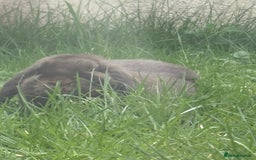 Mini Lop rabbits for sale: Chocolate Mini Lop one year old male.  - Image 1