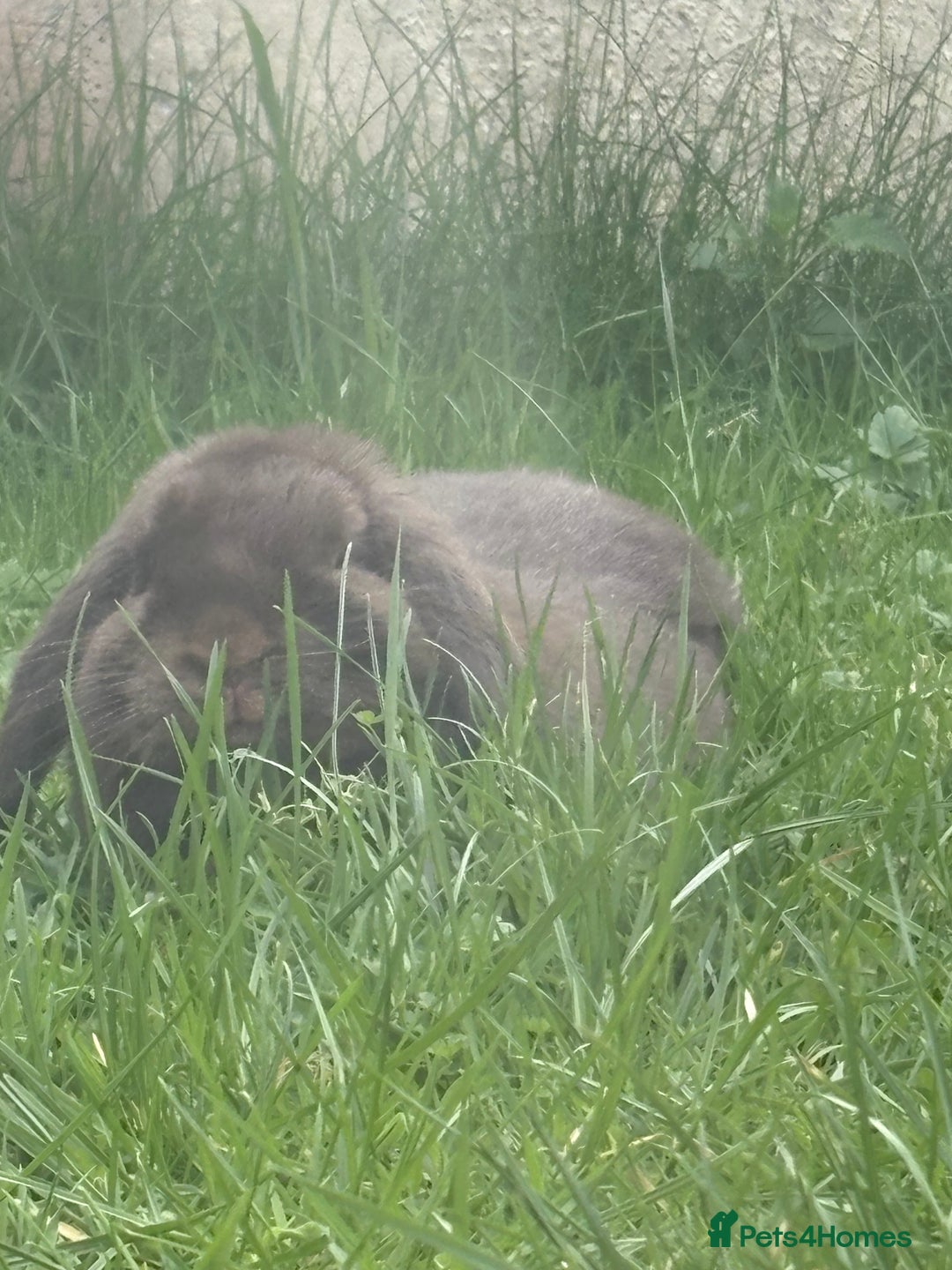 Mini Lop rabbits for sale: Chocolate Mini Lop one year old male.  - Image 1