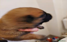 Belgian Shepherd Dog dogs for sale: Xl Belgium malinois pups dad kc regged  - Image 2