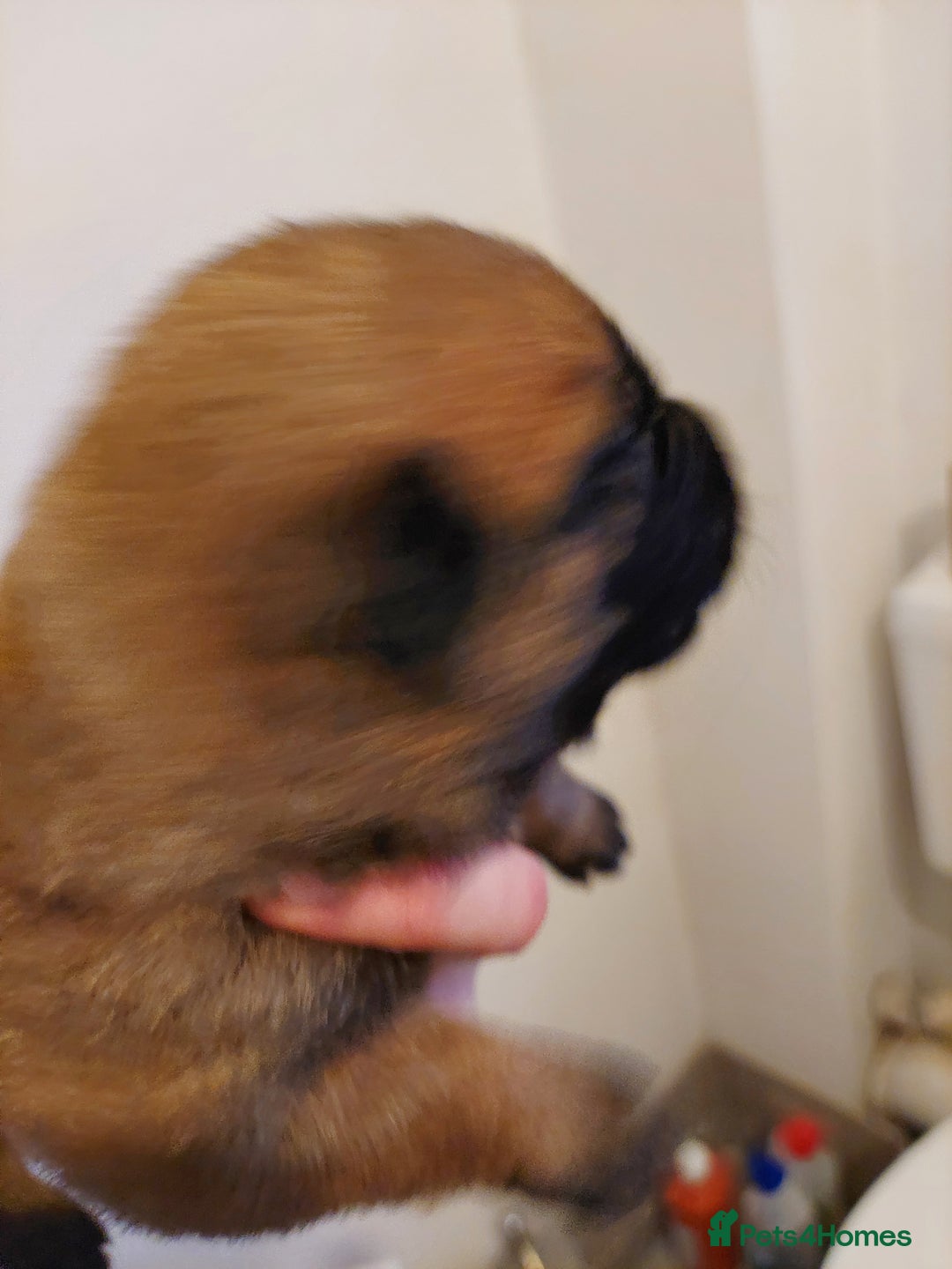 Belgian Shepherd Dog dogs for sale: Xl Belgium malinois pups dad kc regged  - Image 2