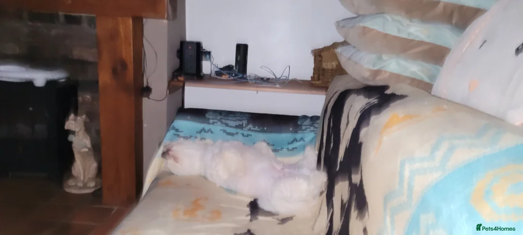 Mixed Breed dogs for sale: Mixed breed bichon and border terrier - Advert 9