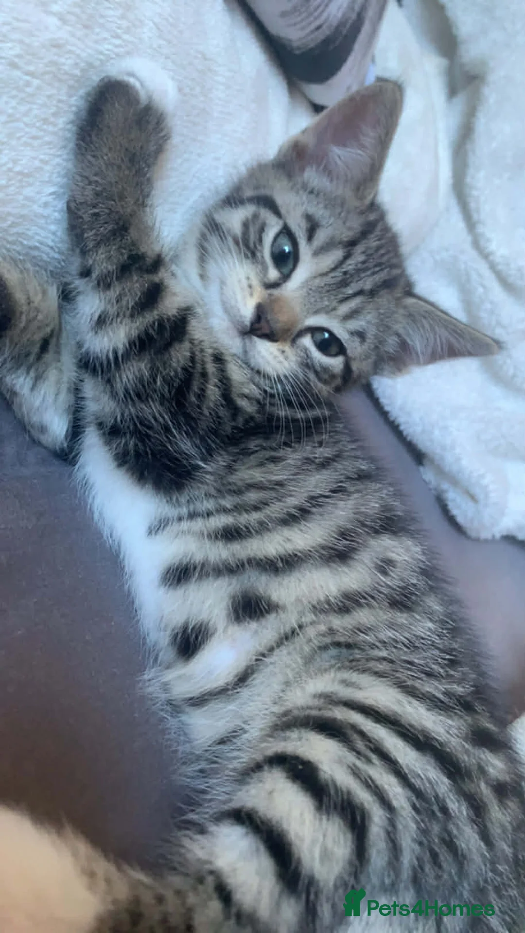 Mixed Breed cats for sale: Kittens - Advert 1