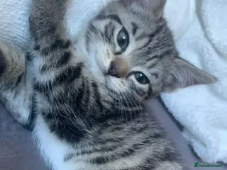 Mixed Breed cats Kittens - Advert 3