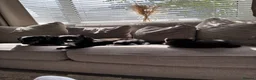 Mixed Breed cats for sale: 6 month old kitten - Minnie  - Advert 4