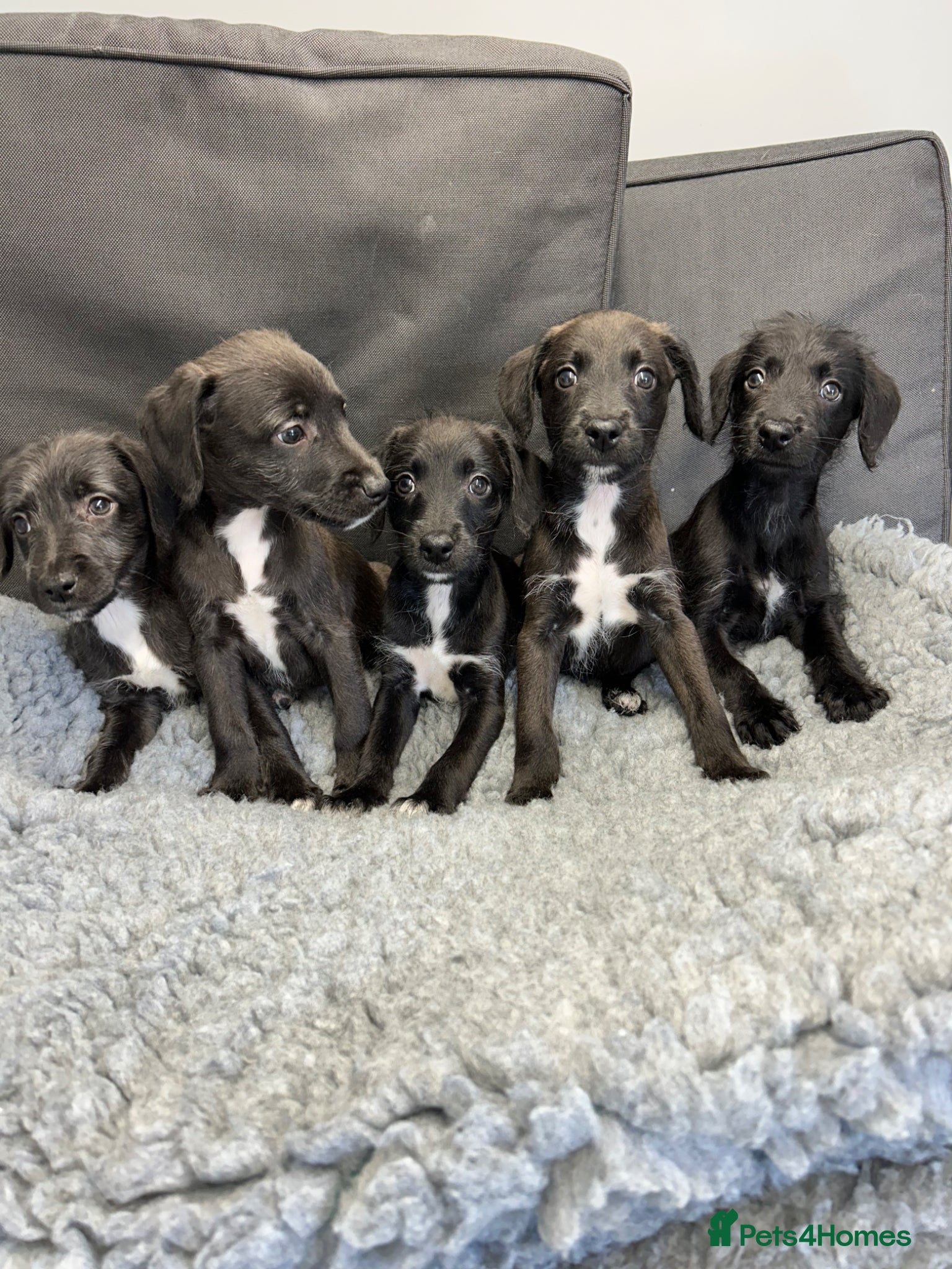 Mixed Breed dogs BEDLINGTON WHIPPET PUPS - Advert 1