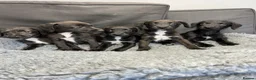 Mixed Breed dogs for sale: BEDDY  WHIPPET PUPS - Advert 10