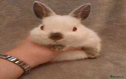 Netherland Dwarf rabbits for sale: Seven Litters Of Netherland Dwarf Babies - Image 6