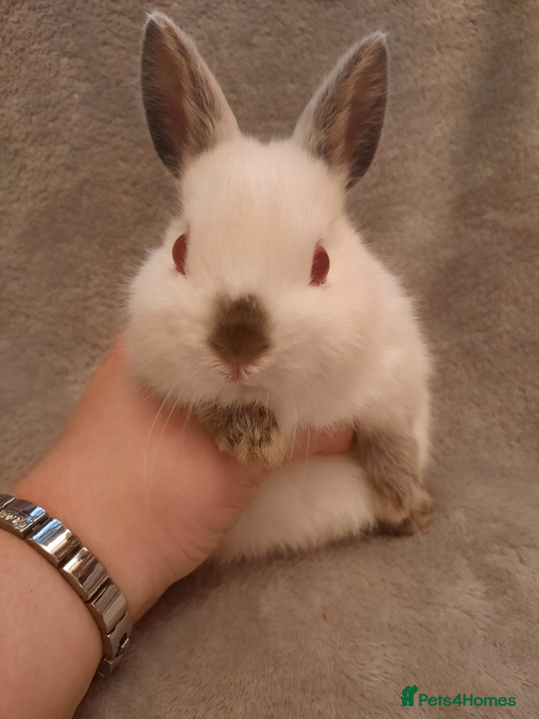 Netherland Dwarf rabbits for sale: Seven Litters Of Netherland Dwarf Babies - Image 6