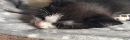 Mixed Breed cats for sale: Maine Coone X Bombay - Advert 7