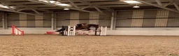 Cleveland Bay horses for sale: Jessica (Jessie) in Stoke-on-Trent - Advert 6