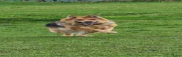 German Shepherd dogs for sale: Straight backed Female German Shepherds  - Advert 3