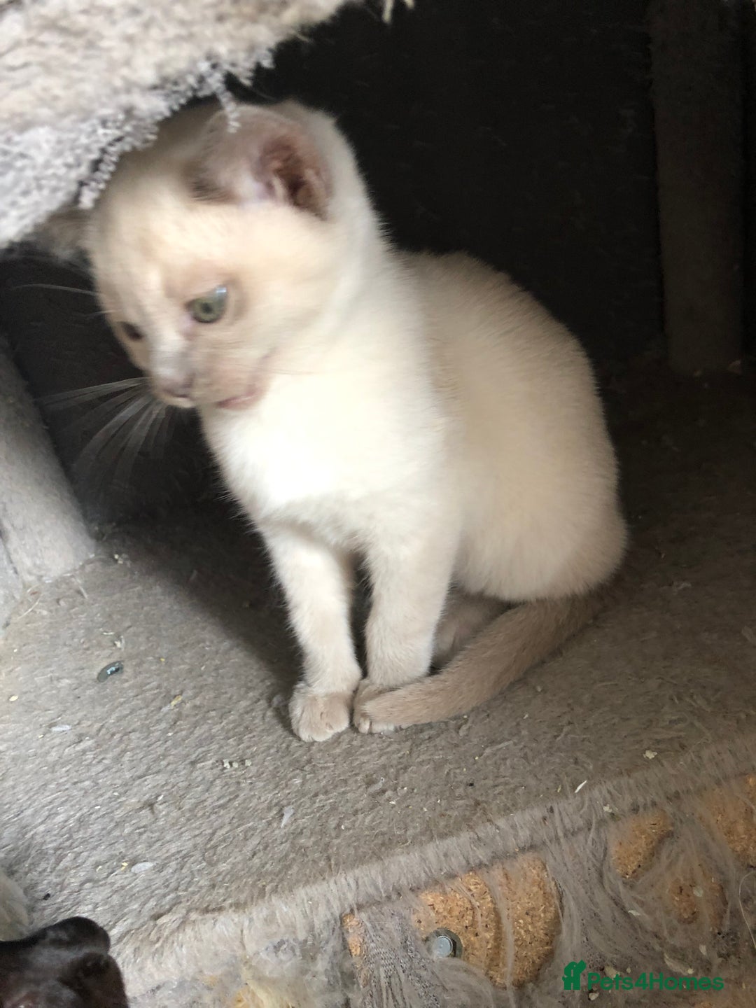 Tonkinese cats for sale: Tonkinese  - Advert 10