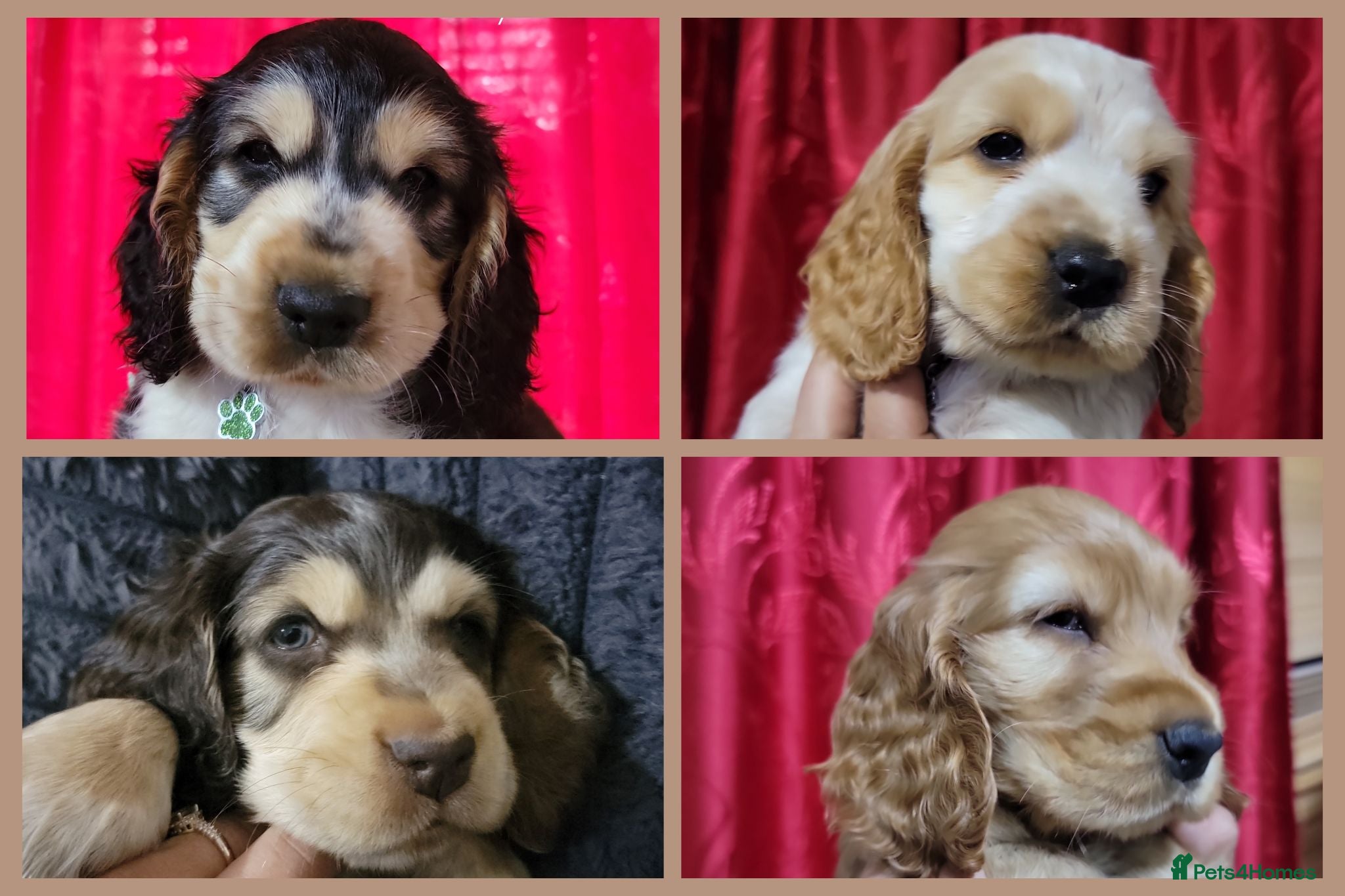 Cocker Spaniel dogs KC Sired Show Cocker Spaniels puppies| Champ Lines - Advert 2