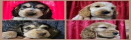 Cocker Spaniel dogs for sale: KC Sired Show Cocker Spaniels puppies| Champ Lines - Advert 1