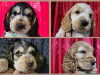 Cocker Spaniel dogs KC Sired Show Cocker Spaniels puppies| Champ Lines - Advert 2