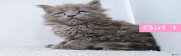 Maine Coon cats for sale: DNA health tested Maine coon kittens  - Advert 20