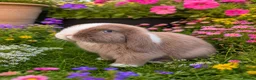 Mixed Breed rabbits for sale: A litter of 4 Holland Lop / Mini Lop Bunny’s  in Bognor Regis - Advert 1