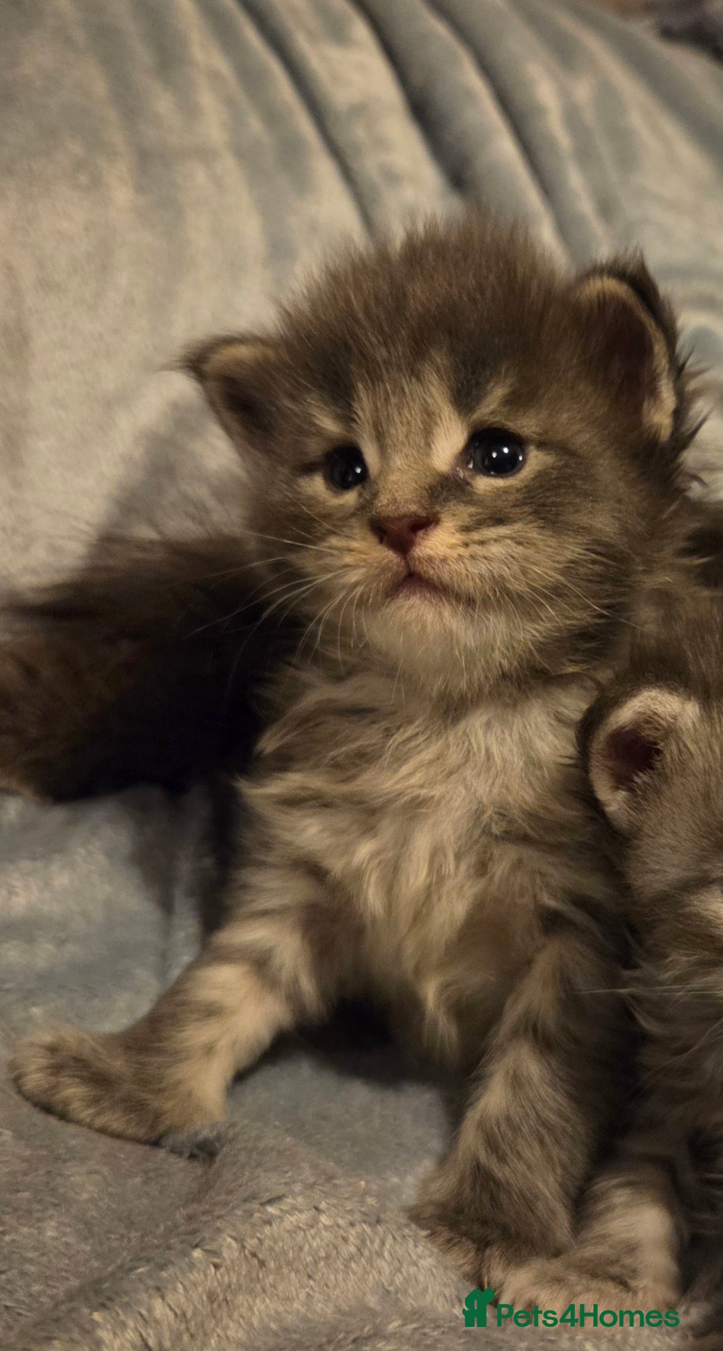 Maine Coon cats Tica beautiful maine coon kittens  - Advert 6