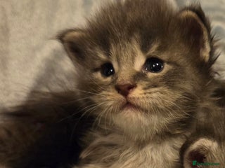 Maine Coon cats Tica beautiful maine coon kittens - Advert 14