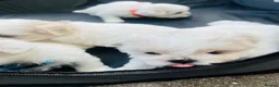 Malshi dogs for sale: Beautiful Malshi puppies - Advert 9