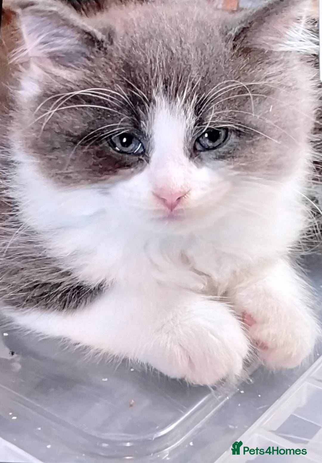 Maine Coon cats for sale: Tica registered maincoon kittens  - Advert 8