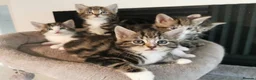 Mixed Breed cats for sale: Extra-cuddly, hand-reared, vet checked kittens  - Advert 17