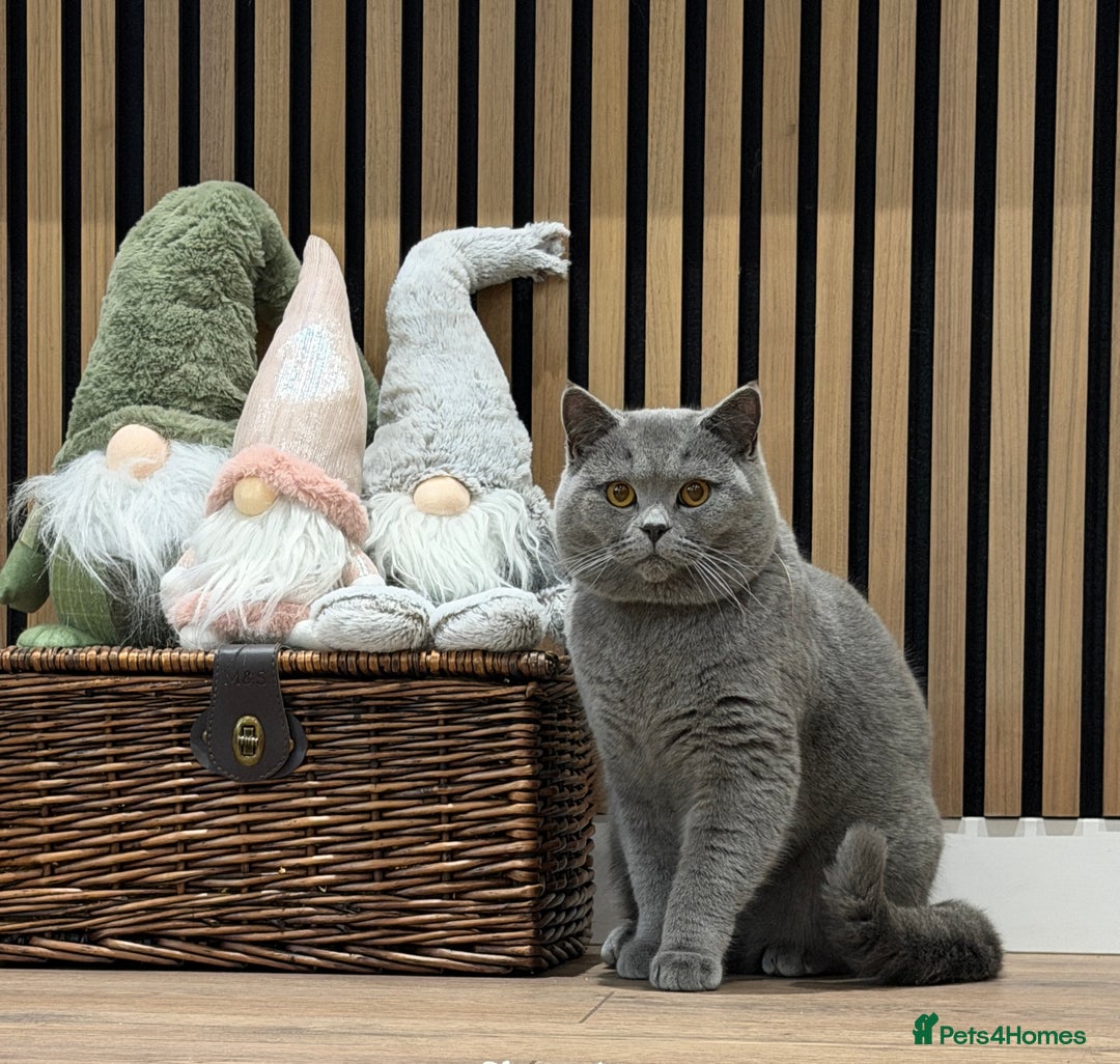 British Shorthair cats for stud: British Shorthair male –  stud available - Advert 2