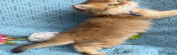 British Longhair cats for sale: British Longhair golden shaded kittens TICA - Advert 18
