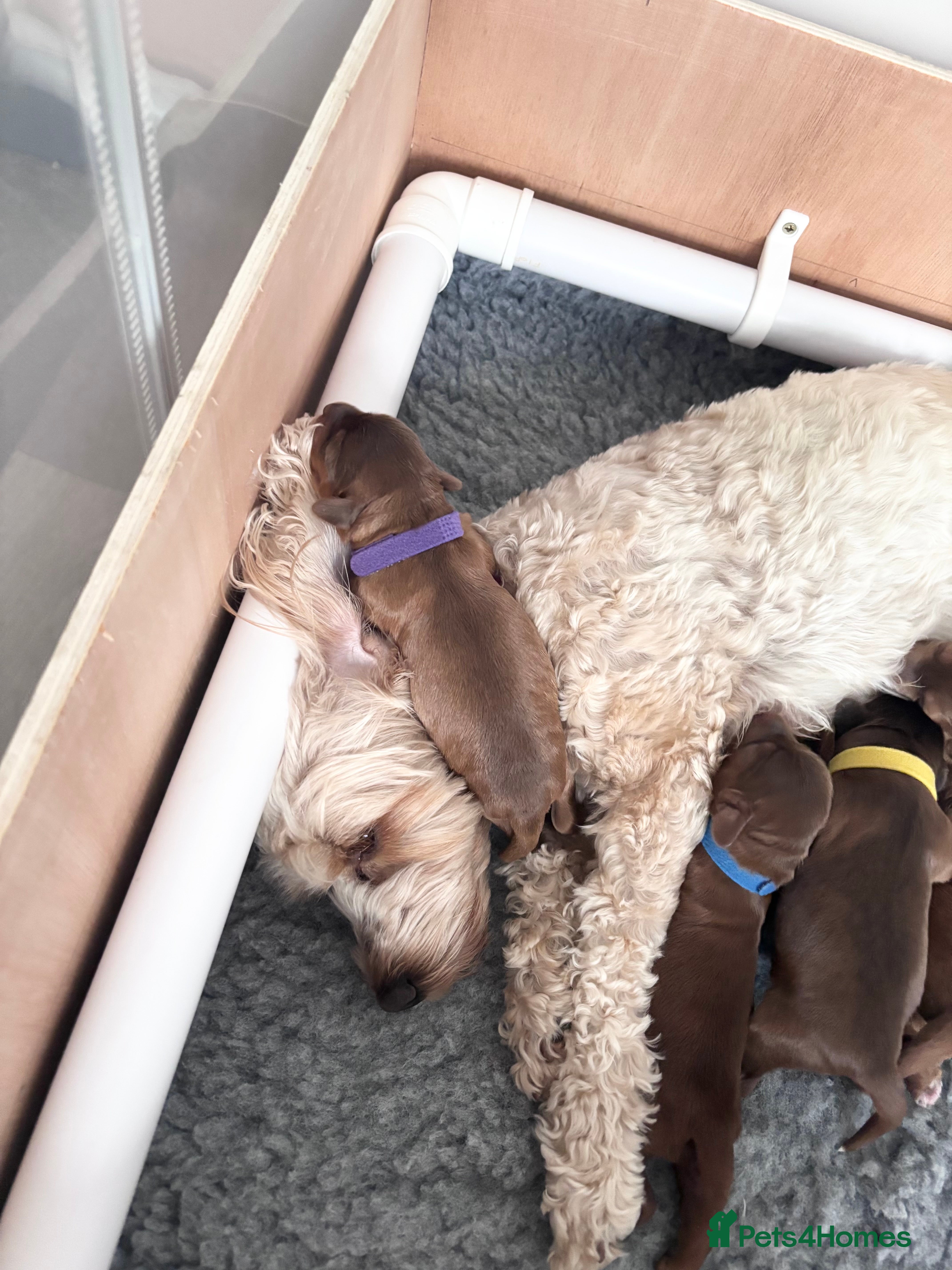 Cockapoo dogs (3 LEFT!) Toy F2 Cockapoo - Advert 2