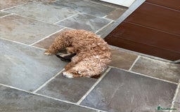 Cavapoo dogs for sale: 2 boys left looking for there forever homes - Image 21