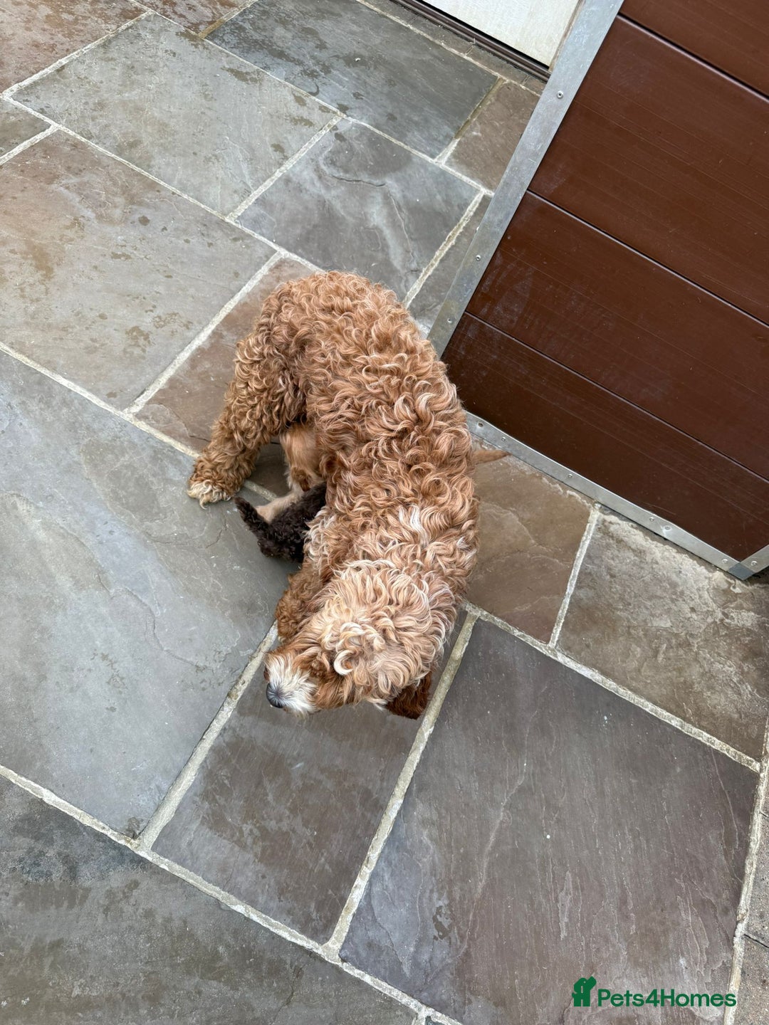 Cavapoo dogs for sale: 2 boys left looking for there forever homes - Image 21