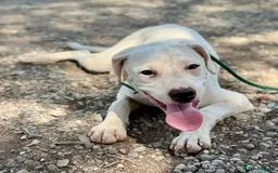 Mixed Breed dogs for adoption: Aspen (deaf but determined!) - Image 16