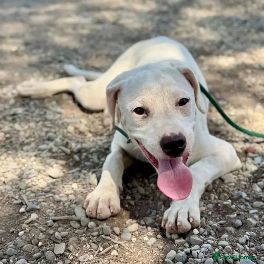 Mixed Breed dogs for adoption: Aspen (deaf but determined!) - Image 16