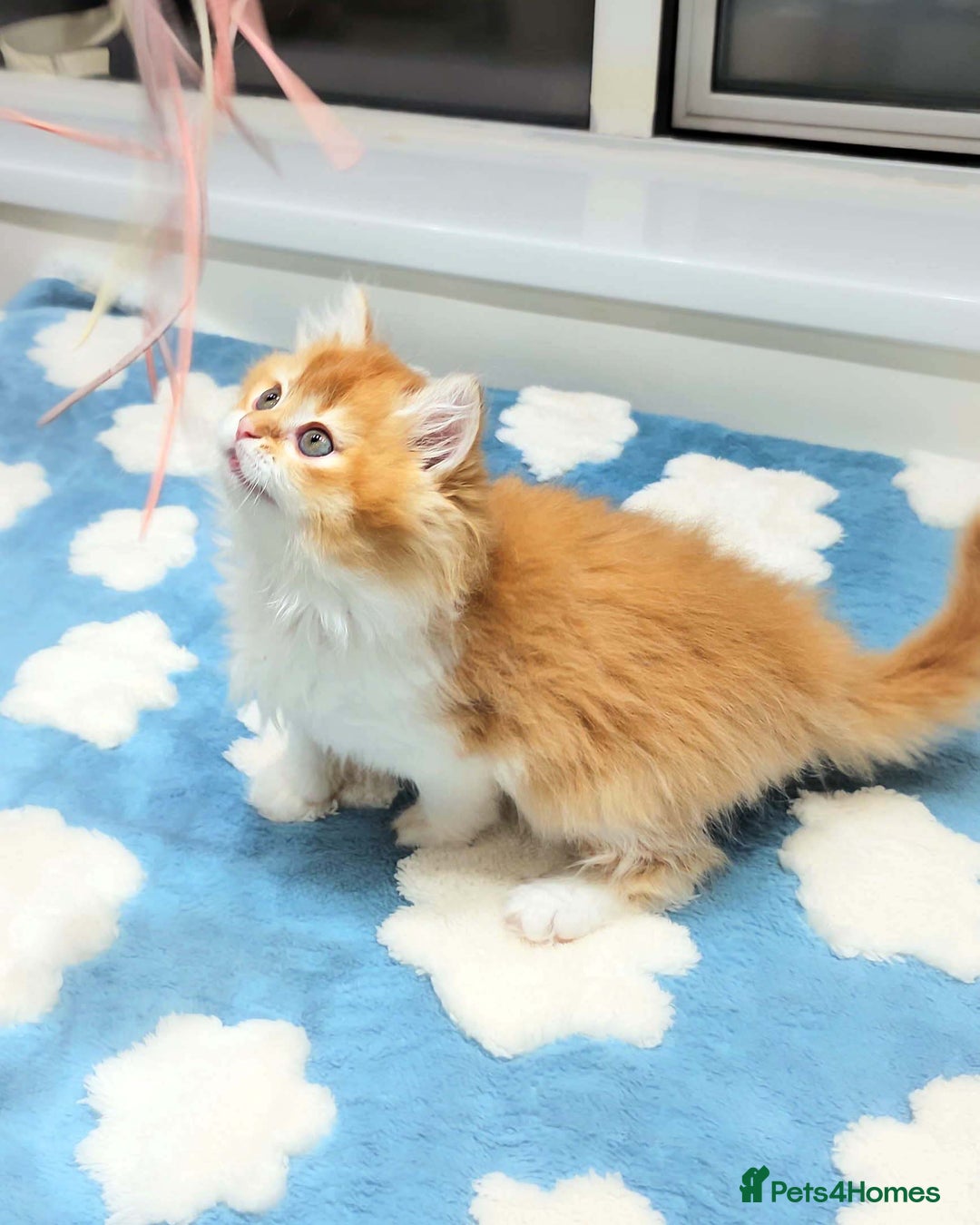 British Shorthair cats for sale: Lovely BSH/BLH Kittens Ready For New Home - Advert 16