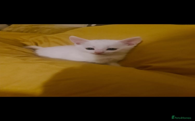 Domestic Shorthair cats - Advert 2