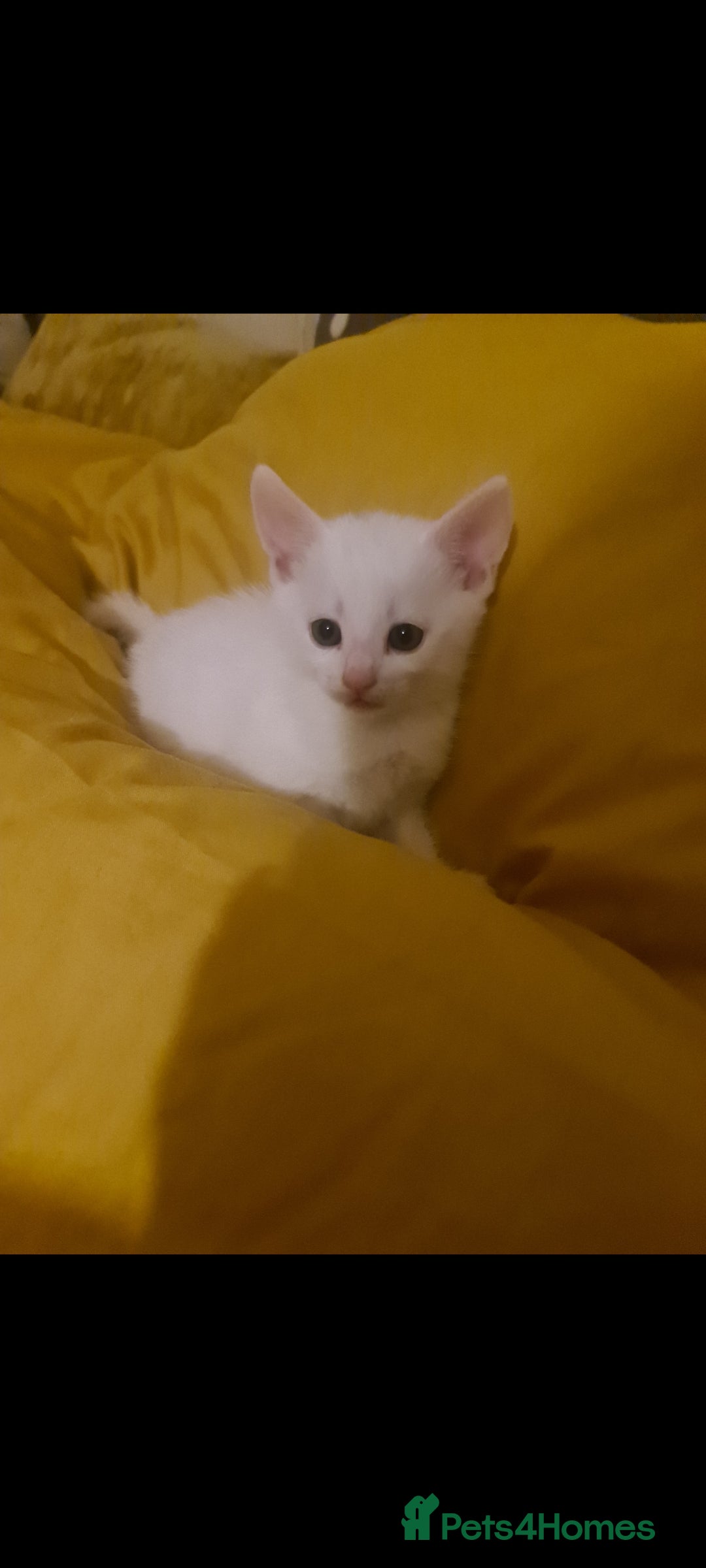 Domestic Shorthair cats for sale: 2 white kittens ready to move into their new homes - Image 1