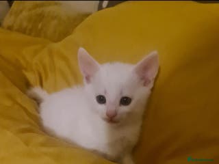 Domestic Shorthair cats 2 white kittens ready to move into their new homes - Advert 3