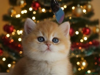 British Shorthair cats 🧿Luxurious Exclusive Golden BSH girl ready20.12 ✨ - Advert 5