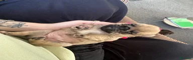 Pug 4