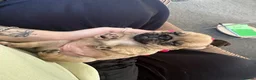 Pug dogs for sale: Pure bred Pug puppies  in Exeter - Advert 16