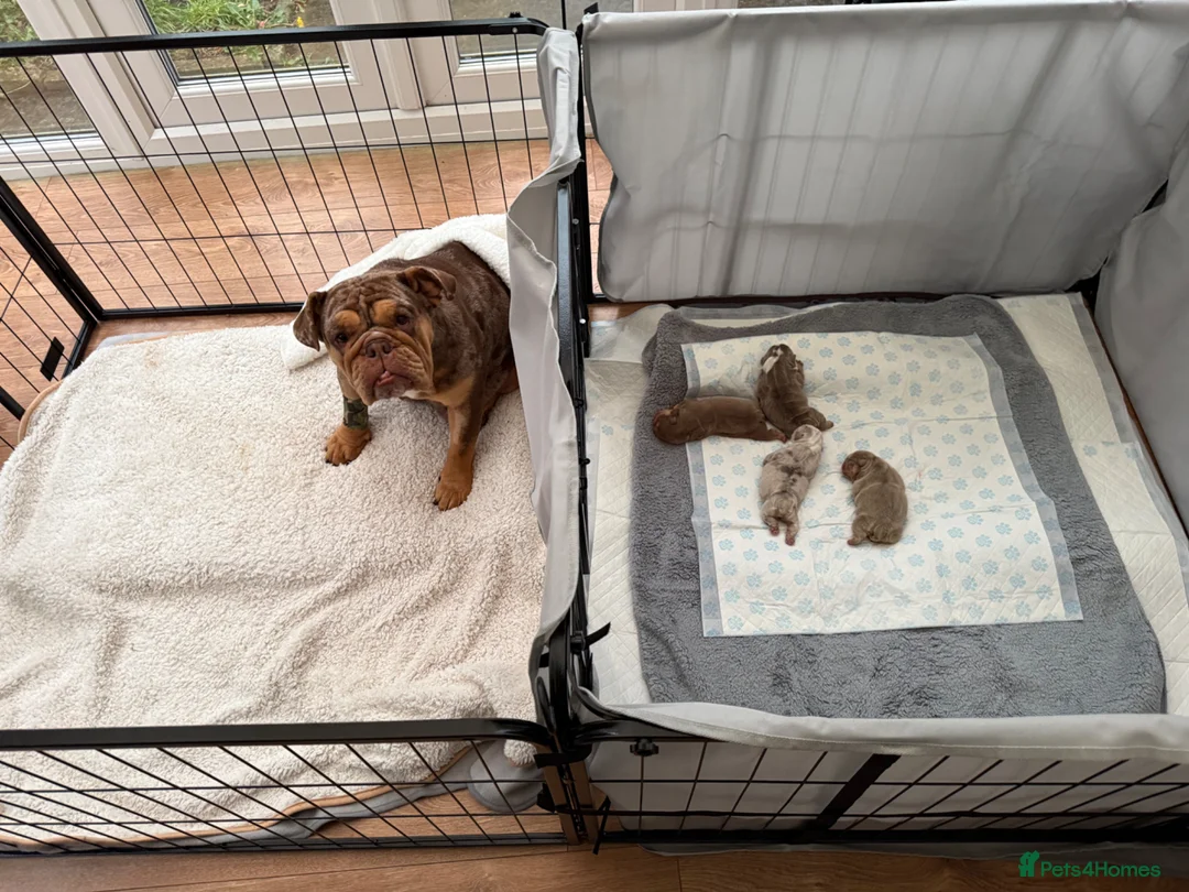 English Bulldog dogs for sale: KC Registered English Bulldogs - Advert 12