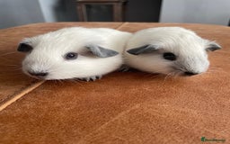 Guinea Pig rodents for sale: Two Female baby Californian point guineas - Image 1