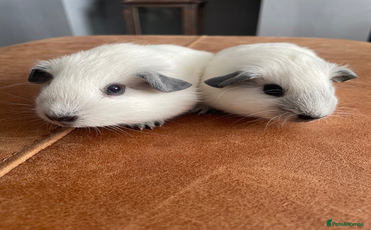 Guinea Pig rodents - Advert 5